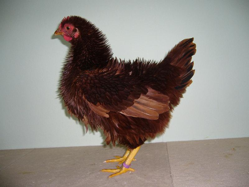 Muenster 2008 131.jpg - Zwerg Strupphühner rot von Nele Lohmeier Preis HV96 E